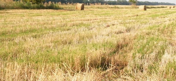 Hay in field — Stock Photo, Image