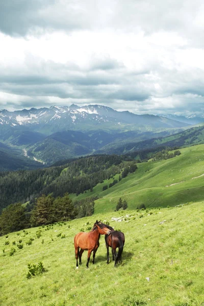 stock image Horses