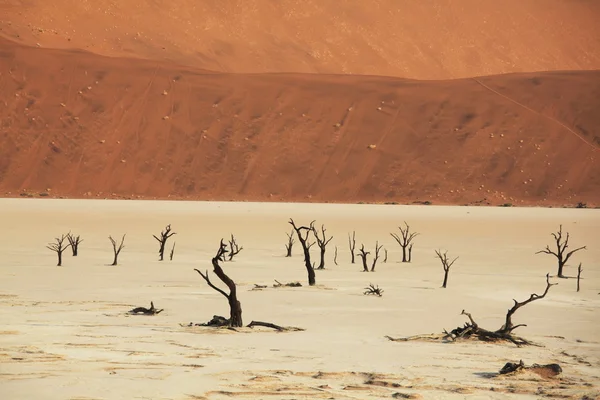 In Namib — Stock Photo, Image