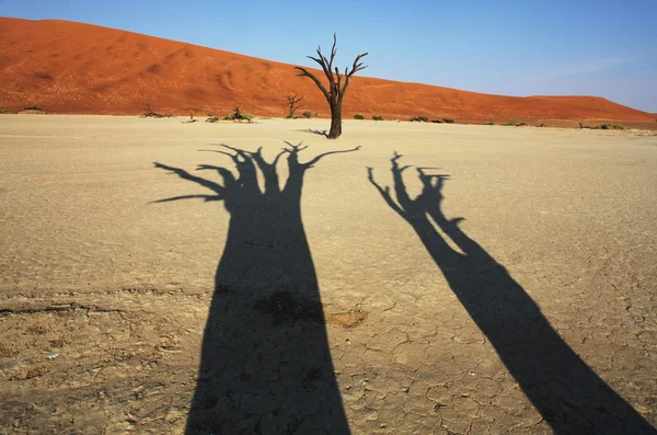 No deserto Namib — Fotografia de Stock