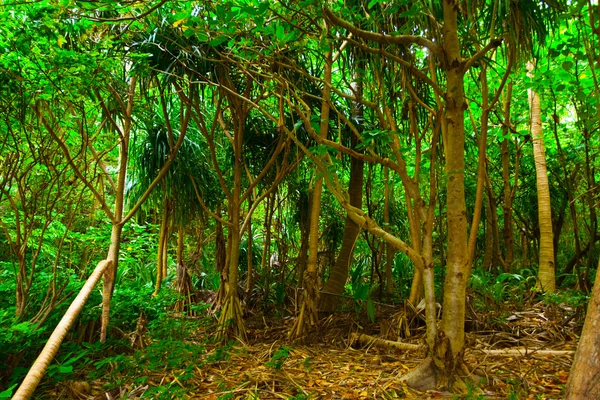 Dzsungel — Stock Fotó