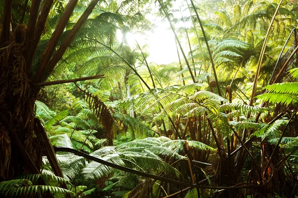 Ζούγκλα — Φωτογραφία Αρχείου