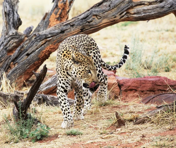 Leopardo en el monte —  Fotos de Stock