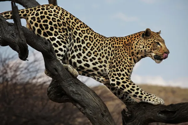 Leopard auf dem Baum — Stockfoto
