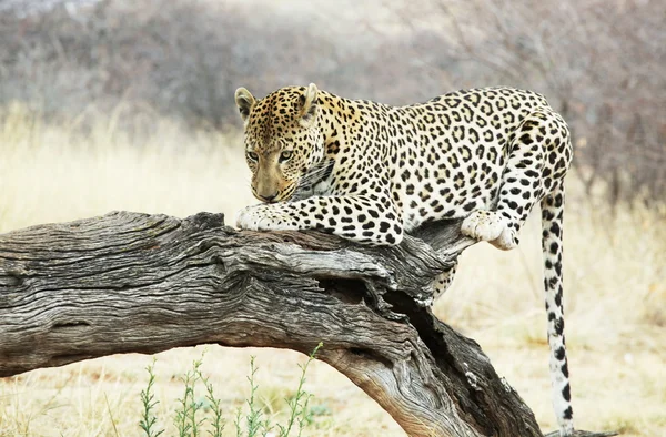 Leopardo sull'albero — Foto Stock