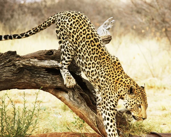 Leopard op boom — Stockfoto