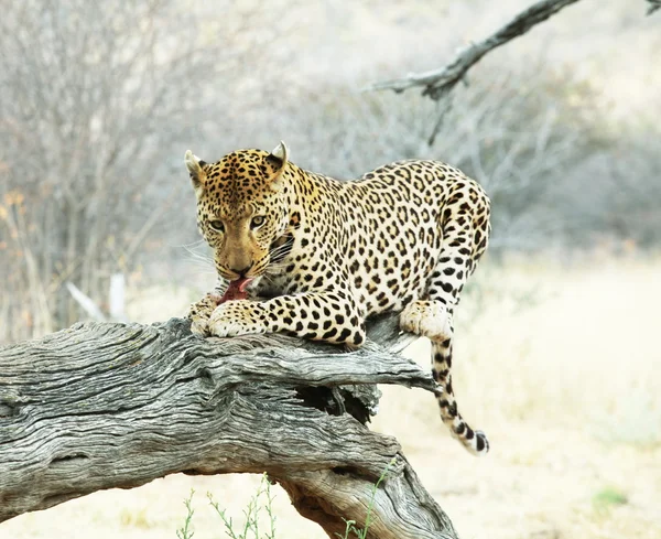 Leopard on tree — Zdjęcie stockowe