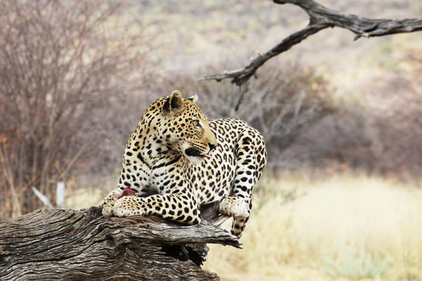 Leopardo en el árbol —  Fotos de Stock