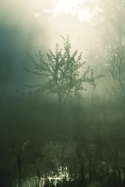 Mglisty las — Zdjęcie stockowe