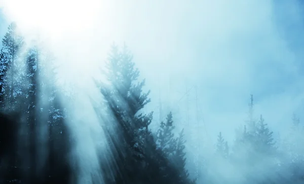 ป่าหมอก — ภาพถ่ายสต็อก