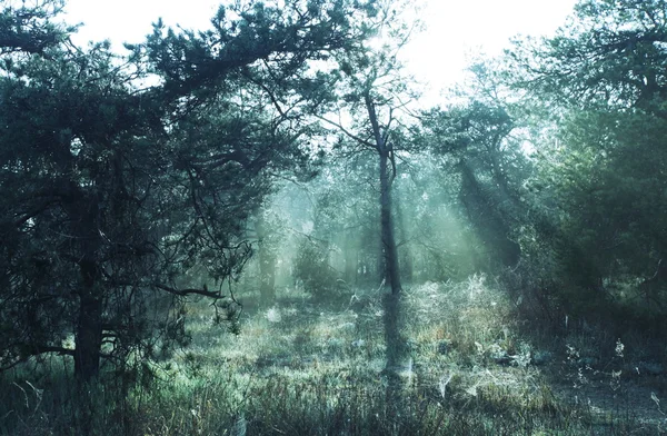 안개 낀 숲 — 스톡 사진
