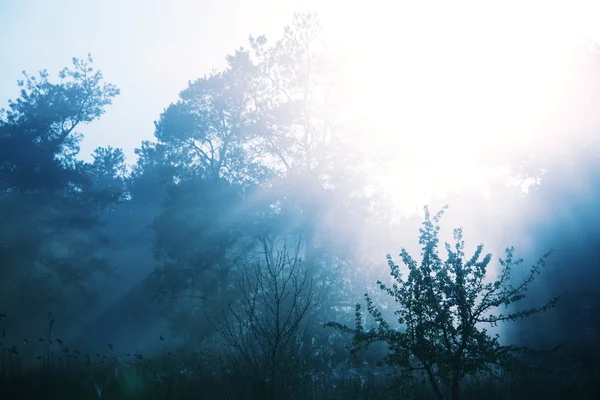 Ködös erdő ki — Stock Fotó