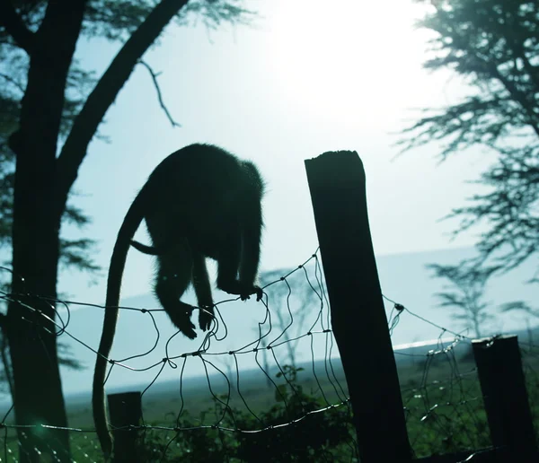 Maymun siluet — Stok fotoğraf