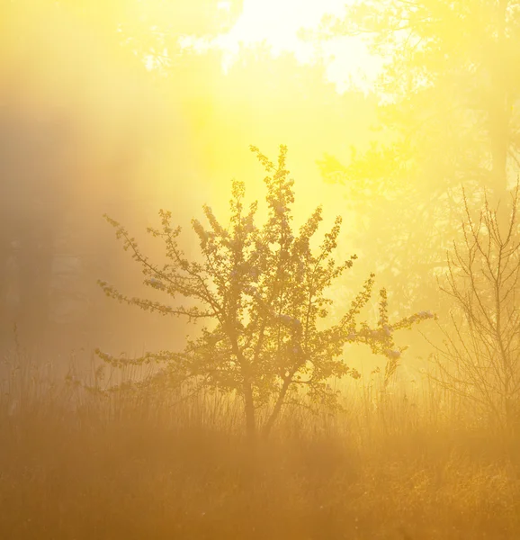 Mattina nebbia nella foresta — Foto Stock