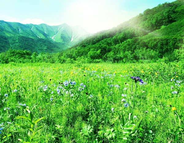 Mountain meadow — Stock Photo, Image