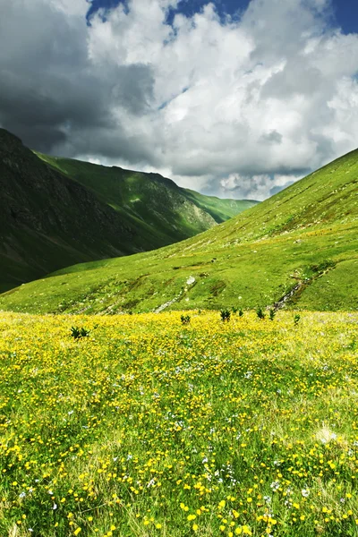 Mountains meadow — Stock Photo, Image