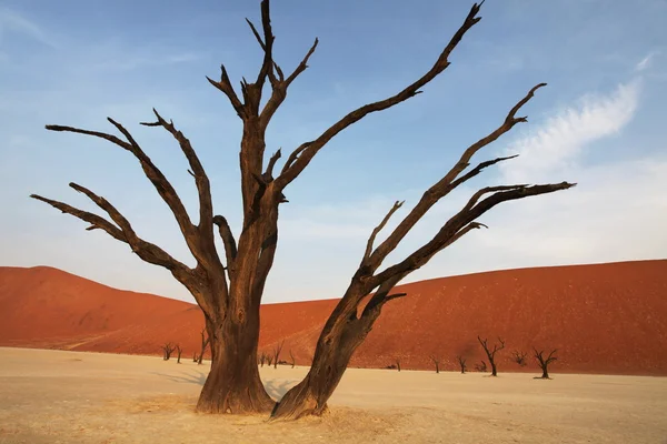 Namib désert — Photo