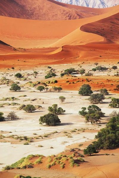 Namib — Stok fotoğraf