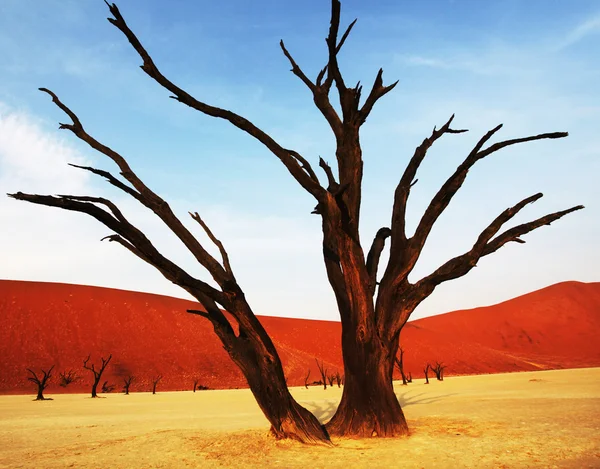 Namib — Foto Stock