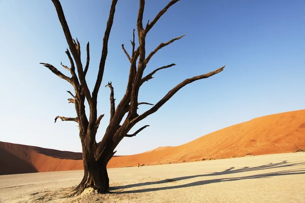 Namib — Zdjęcie stockowe