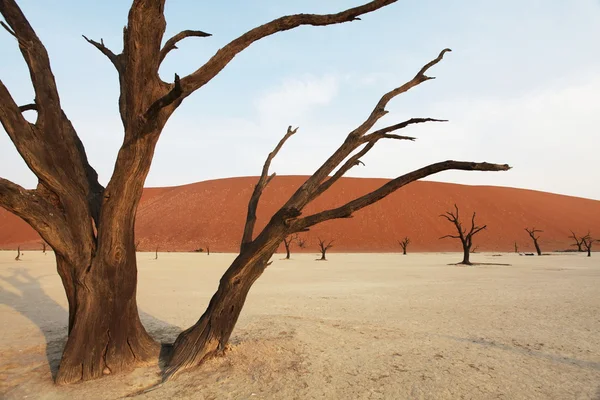 Namibia — Foto Stock