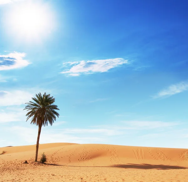 Palm in woestijn — Stockfoto