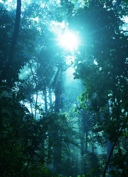 Regenwoud — Stockfoto