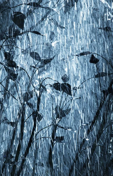 Rain — Stock Photo, Image