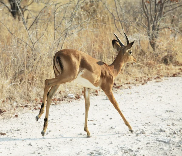 Runing antilopa — Stock fotografie