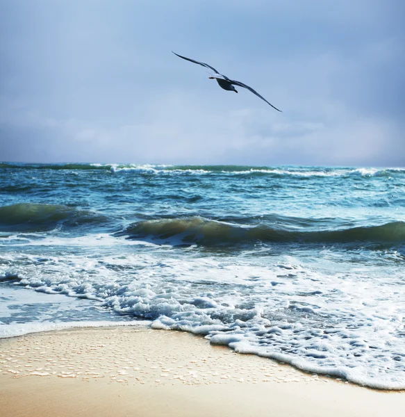 Gabbiano di mare — Foto Stock