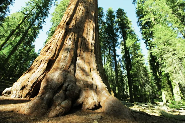 Sequoia — Stock Photo, Image