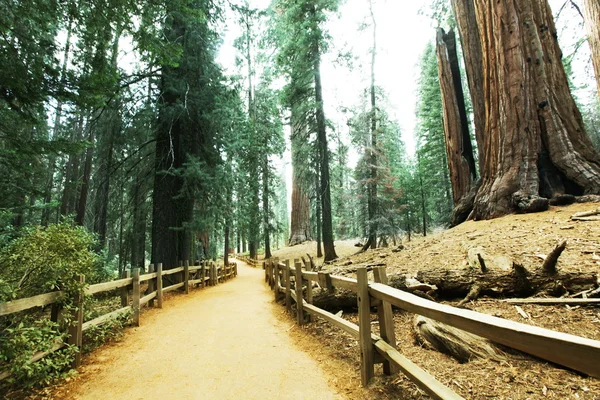 Sequoia — Stock Photo, Image