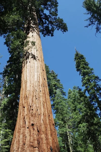 Sequoja — Zdjęcie stockowe