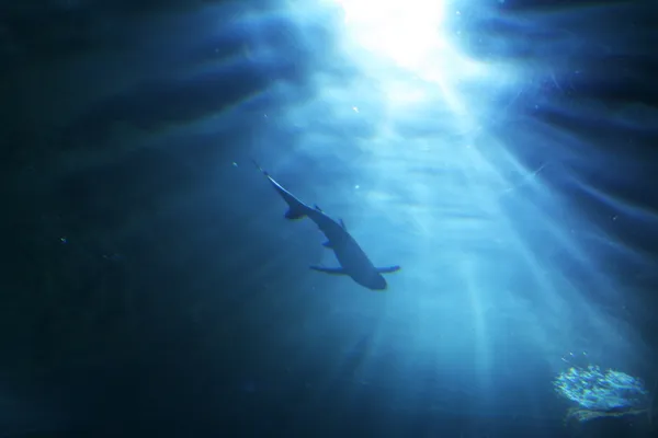 Requin — Photo