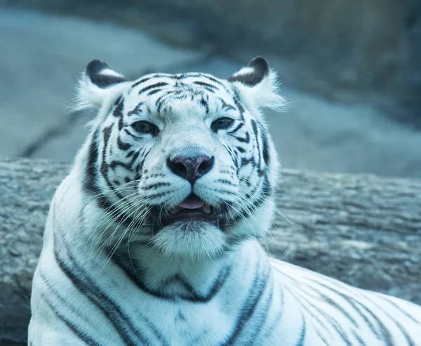 stock image Silver tiger