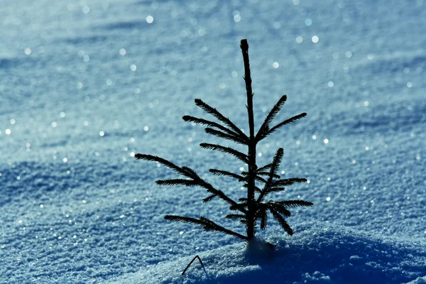 stock image Small pine