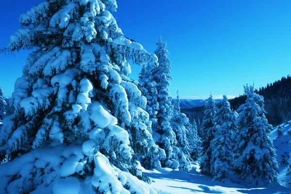 Neve nella foresta — Foto Stock