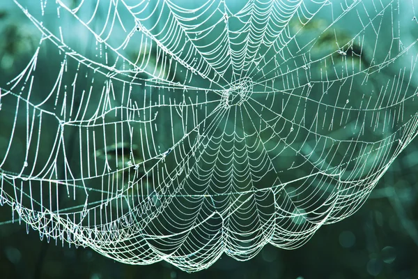 Păianjen web — Fotografie, imagine de stoc