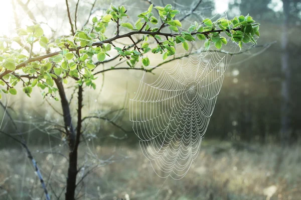 蜘蛛 web — 图库照片