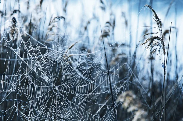 蜘蛛 web — 图库照片