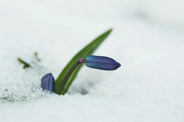 Bahar çiçek — Stok fotoğraf