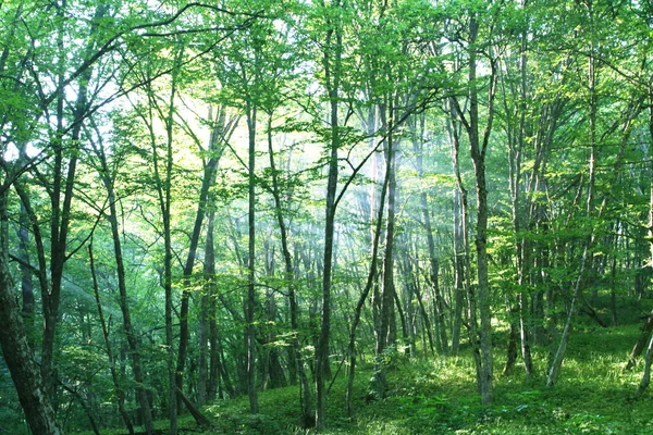 Весенний лес — стоковое фото