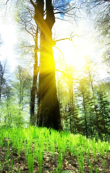 Pădure primăvară — Fotografie, imagine de stoc