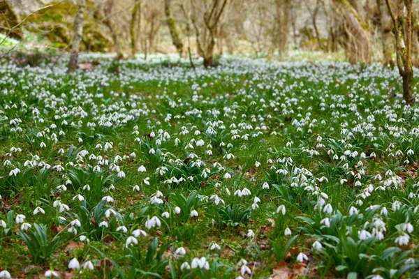 stock image Spring forest