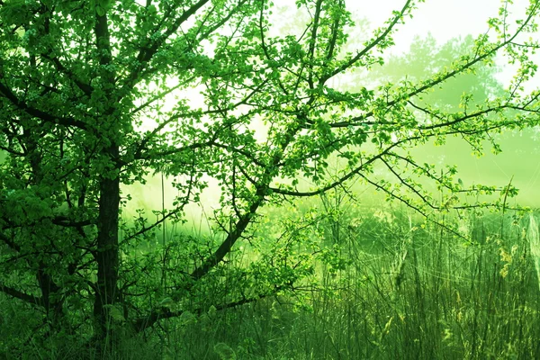 Foresta di primavera — Foto Stock