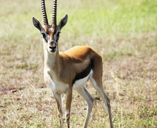 Springbok. — Foto de Stock