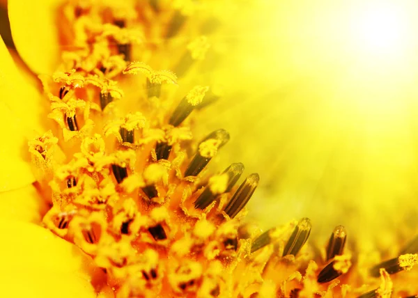 Sunflower close up — Stock Photo, Image