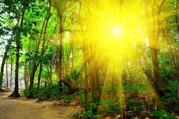 Güneşli orman — Stok fotoğraf