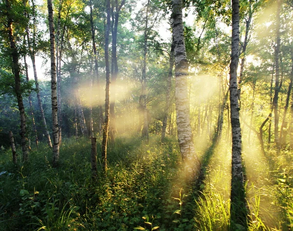 Bosque soleado — Foto de Stock