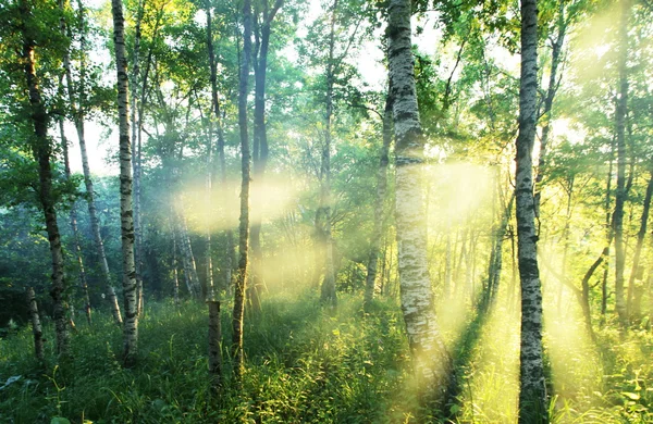 Солнечный лес — стоковое фото